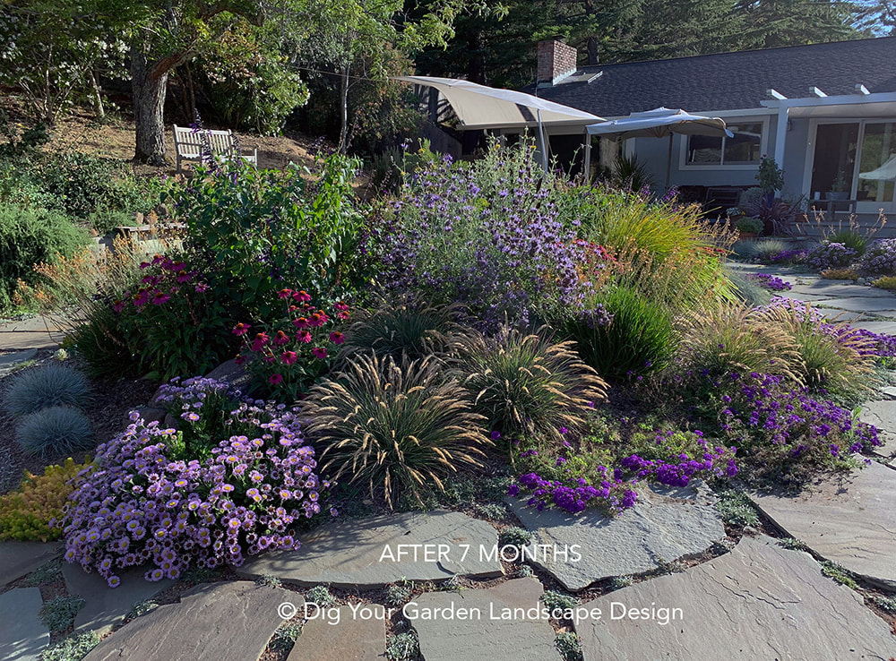 Lawn Replaced With California Natives And Low-care Plants - Dig Your Garden Landscape Design
