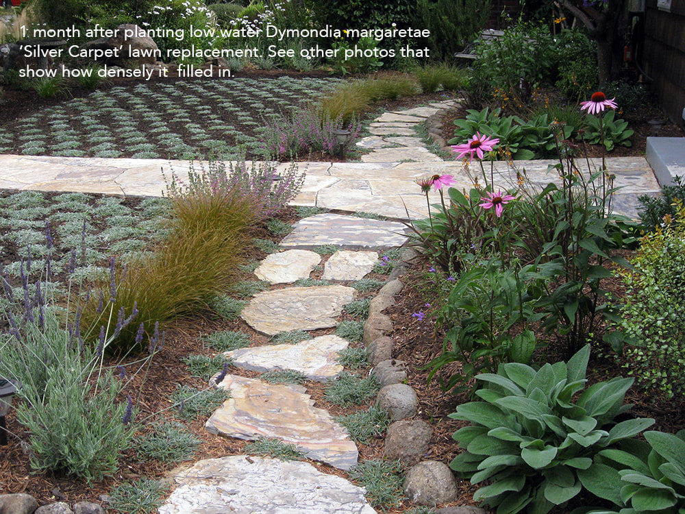 Lawn Replaced With Dymondia Ground, Water Tolerant Ground Cover