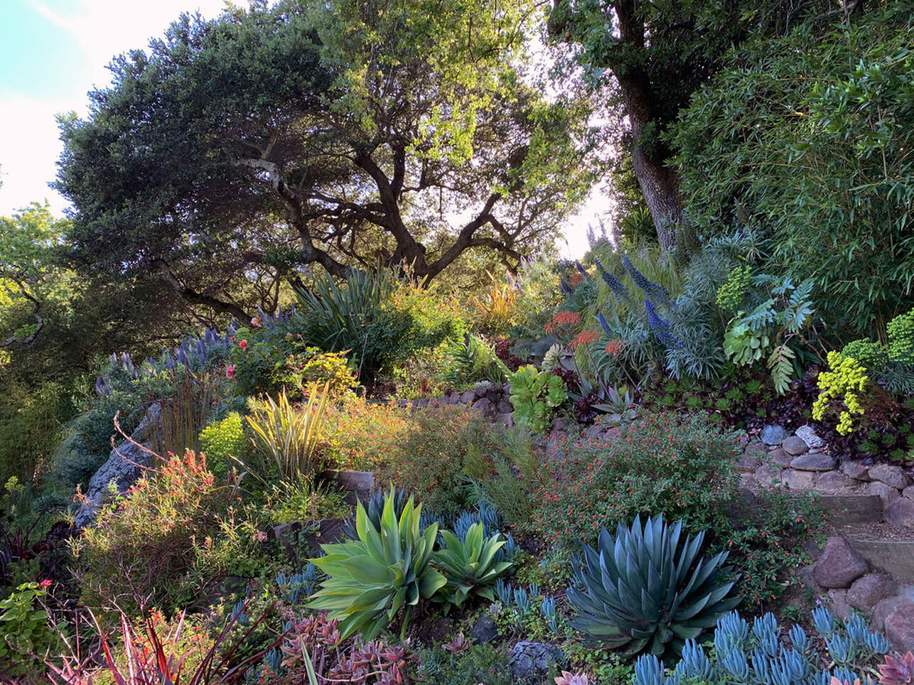 San Anselmo HIllside Sanctuary Garden - Dig Your Garden Landscape